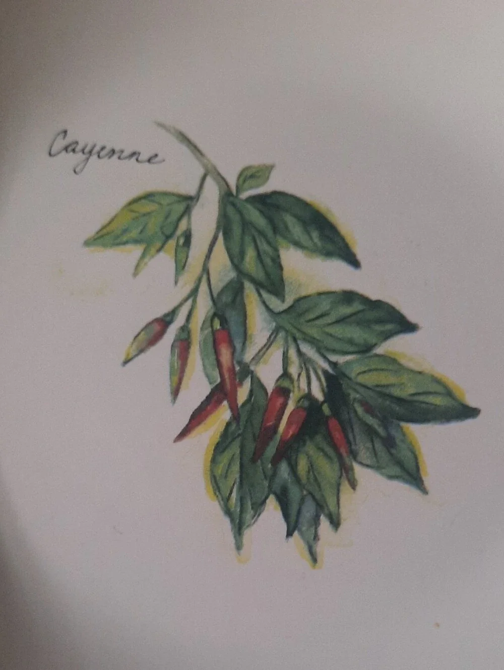 Vintage Williams Sonoma Culinary Herb Cayenne Bowl with White Base and Black Rim